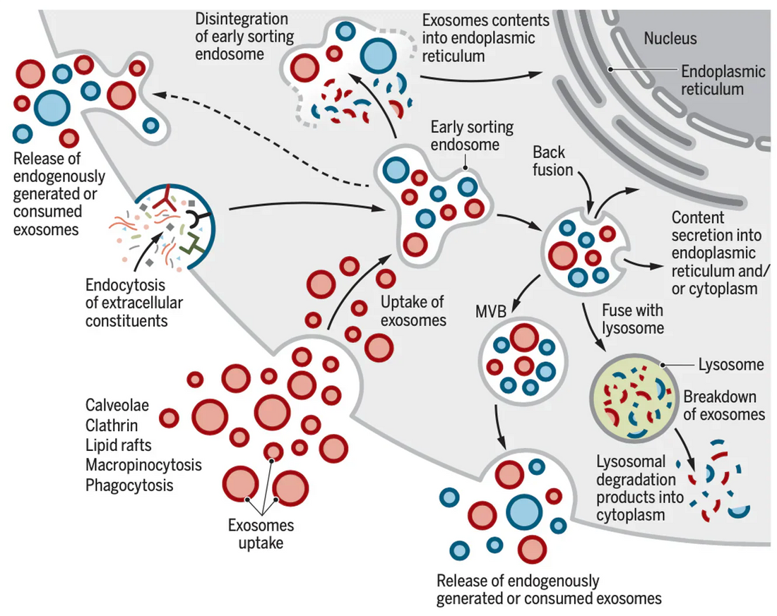 Why Must Exosomes Be Kept in a Continuous Cold Chain?