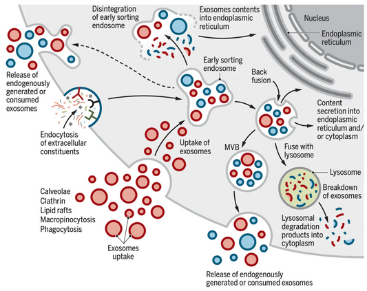 Why Must Exosomes Be Kept in a Continuous Cold Chain?